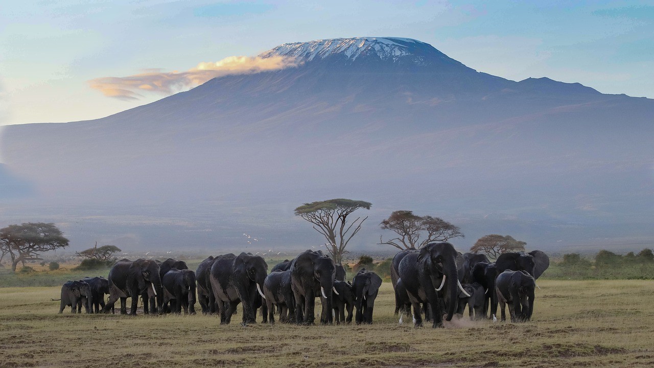Tanzania Elephants Kilimanjaro